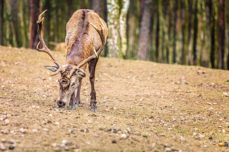 Majestic powerful adult male red deer stag in autumn fall forest. Animals in natural environment, beauty in nature.の写真素材