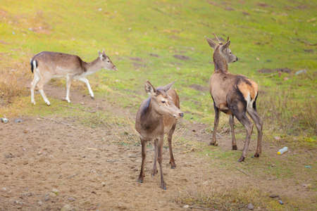 Herd of deer in the wild. Deer flock in natural habitatの写真素材