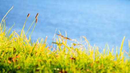 Natural landscape. Green grassy shore of the lake or river.の写真素材