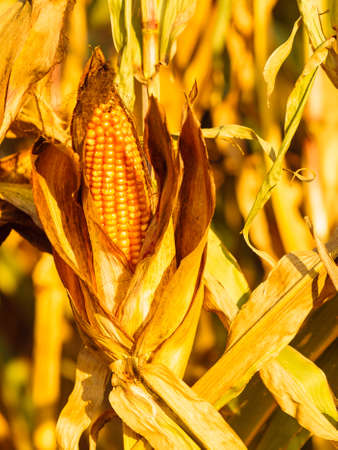 Closeup of dry corn on the stalk in the fieldの写真素材