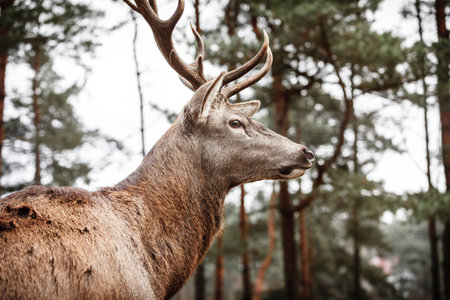 Majestic powerful adult male red deer stag in autumn fall forest. Animals in natural environment, beauty in nature.の写真素材