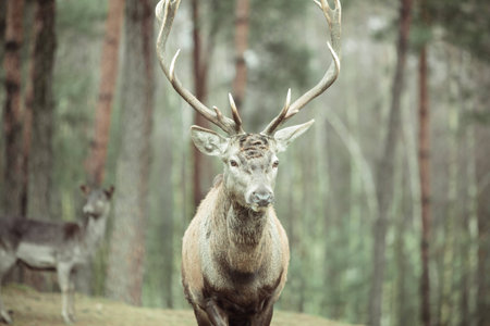 Majestic powerful adult male red deer stag in autumn fall forest. Animals in natural environment, beauty in nature.の写真素材