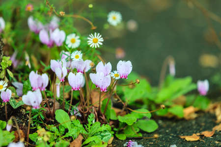 Pink flowers in the garden. Spring or summer time, outdoorの写真素材