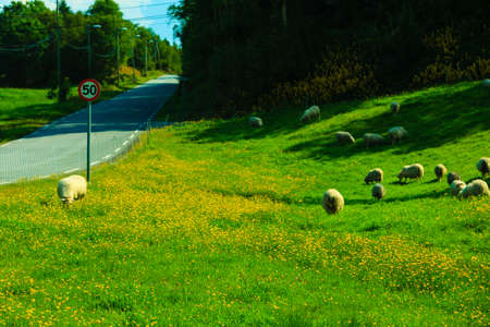 Sheeps on pasture on beautiful mountain meadow in Norwayの写真素材