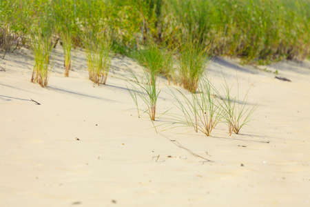Sea grass on the coast dunes of the Baltic Sea. Sandy beach in summer. Copy spaceの写真素材