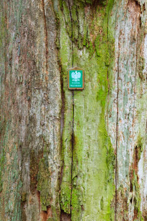Beauty of Earth. Old tree in autumn forest in Poland, unique natural feature,の写真素材