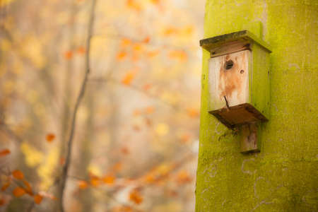 Handmade bird house outdoor in autumn forest on the tree. Natural setting no birds.