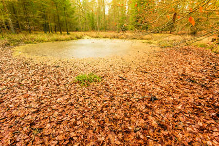 swamp landscape, bog forest with standing water. Autumn landscapeの写真素材