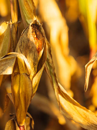 Closeup of dry corn on the stalk in the fieldの写真素材