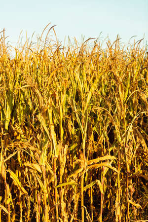 Dry corn field at the sunset. Agriculture