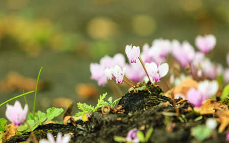 Pink flowers in the garden. Spring or summer time, outdoorの写真素材