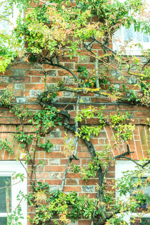 Windows and house brick wall covered with green tree branches in Englandの写真素材