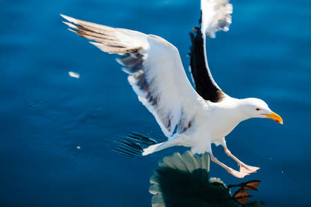 Landing of seagull in the sea water.の写真素材