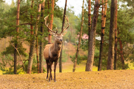 Majestic powerful adult male red deer stag in autumn fall forest. Animals in natural environment, beauty in nature.の写真素材