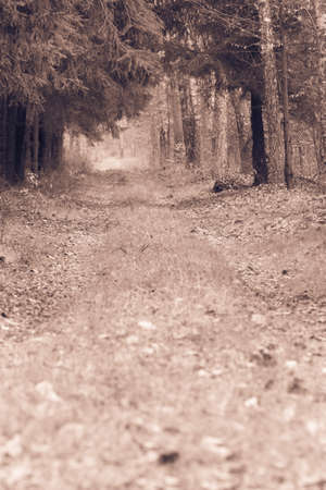 Fall landscape. Country road spruce alley in the autumn forest. Misty hazy autumnal day. Retro vintage imageの写真素材