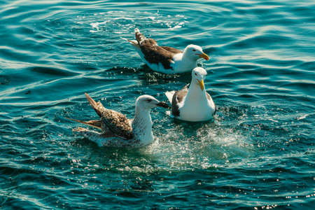 Animals nature. Seagulls siting in the water of the seaの写真素材
