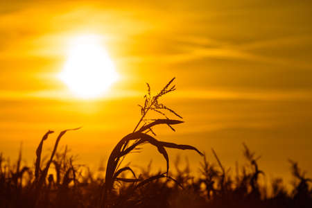 Dry corn field at the beautiful yellow sunset. Autumnal landscape.の写真素材