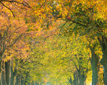 Beautiful autumn trees. Autumnal landscape. Fall tree alley