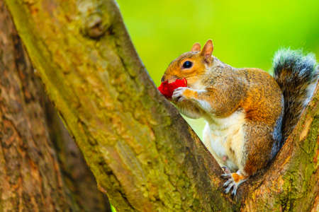 Grey squirrel in autumn fall park sitting on tree eating piece of apple outdoorの写真素材