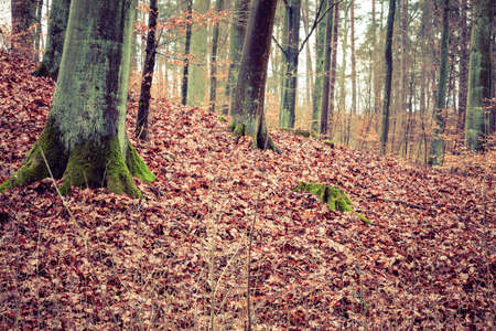 Fall landscape. View inside of the autumn forest with trees and red brown leaves carpet. Misty autumnal dayの写真素材