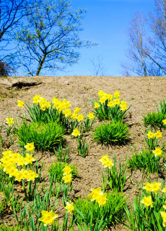 Yellow beautiful daffodils flowers in garden blooming in spring. Colorful nature scene.