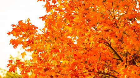 Bright autumn leaves in the natural environment. Fall trees, yellow orange nature background
