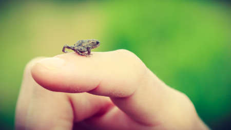 Little frog on human finger hand. Closeup.の写真素材