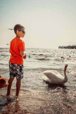 Little boy kid child having fun feeding swan on beach at sea. Summer vacation holidays relax.の写真素材