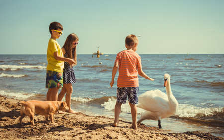 Little girl boys children kids having fun with swan on beach at sea. Summer vacation holidays relax.の写真素材