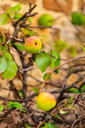 Green apple quinces on the branch of the tree  in fruit gardenの写真素材