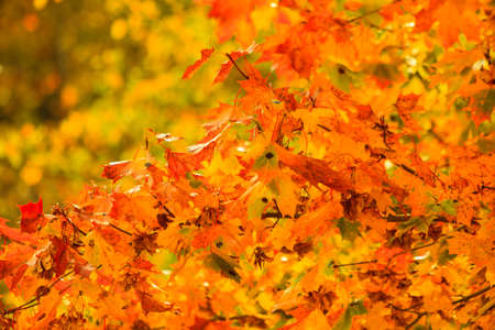 Bright autumn leaves in the natural environment. Fall trees, yellow orange nature backgroundの写真素材
