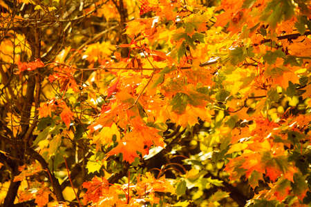 Bright autumn leaves in the natural environment. Fall trees, yellow orange nature background