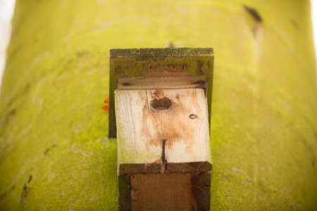 Handmade bird house outdoor in autumn forest on the tree. Natural setting no birds.