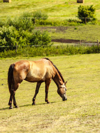 Brown horse stallion animal in countryside.の写真素材
