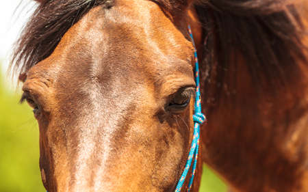 Closeup of majestic graceful brown horse in meadow field. Tranquil countryside scene.の写真素材