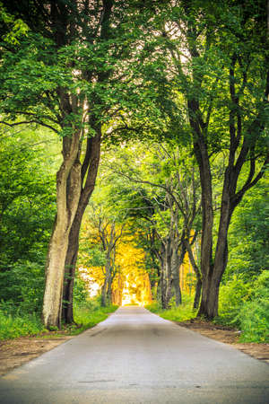 Sidewalk walking pavement alley path with old big trees in park. Beauty nature landscape. Summer walk.の写真素材