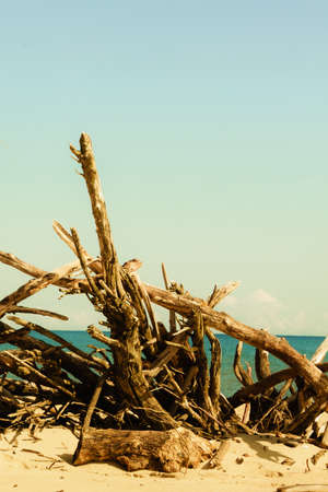 Branches tree on beach. Water horizon nobody.の写真素材
