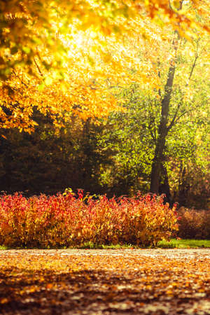 Autumn scenery. Yellow orange leaves trees and lushes in city park, beautiful gold fall.