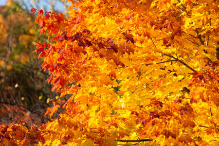 Bright autumn leaves in the natural environment. Fall maple trees, yellow orange nature background