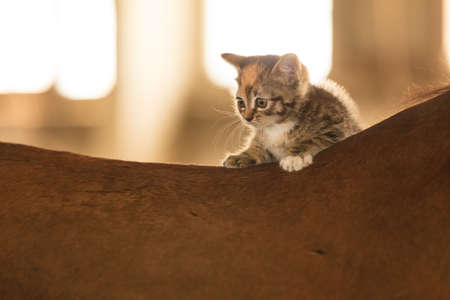 Little cute kitten kitty cat pet animal on horse horseback.の写真素材