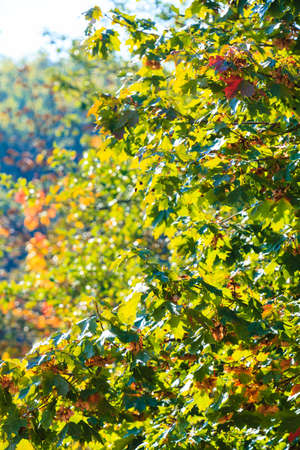 Bright autumn leaves in the natural environment. Fall trees yellow orange nature background