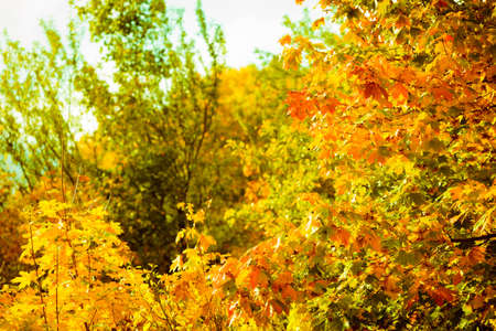 Bright autumn leaves in the natural environment. Fall trees, yellow orange nature backgroundの写真素材