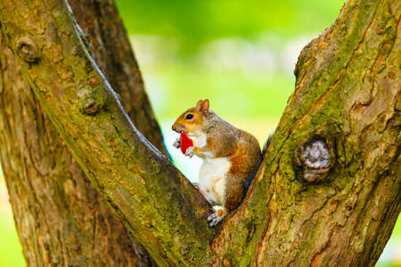 Grey squirrel in autumn fall park sitting on tree eating piece of apple outdoorの写真素材