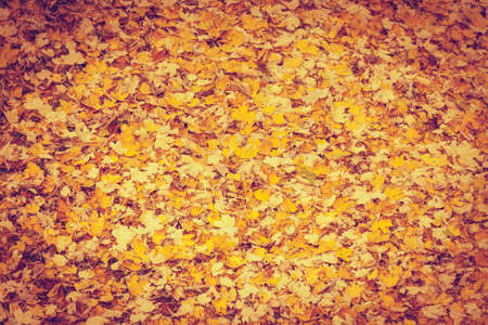 Background or texture of fallen autumn fall season foliage tree leaves.の写真素材