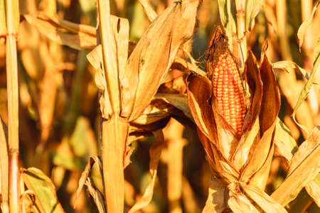Closeup of dry corn on the stalk in the field