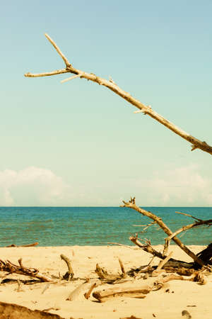 Branches tree on beach. Water horizon nobody.の写真素材