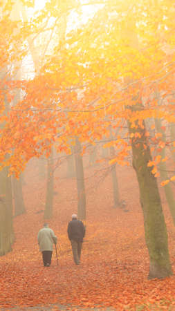 Rear view of senior couple walking in colorful autumn forest. Relax in nature active lifestyleの写真素材