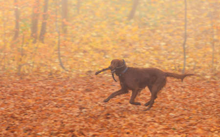 dog retrieving a stick running on a background of autumn color leaves, foggy day