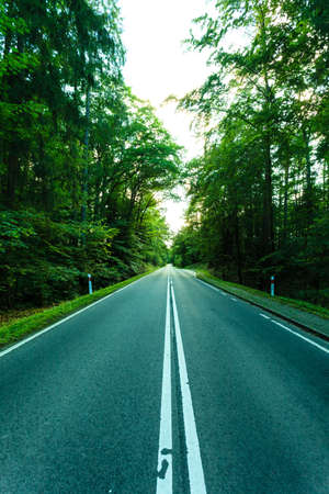 Landscape. Asphalt road through the summer green forest with sunlight rays