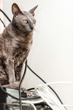 Animals at home. Egyptian mau cat indoor on electronic equipment